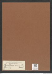 Hercotheca mammillaris Ehrenb. (de-Toni-Nr.: Genus 154, Species 4210) Zeichnungen Sammlung Grunow Mappe 04210 (Herbarium_W_Grunow_drawings_Folder_04210)